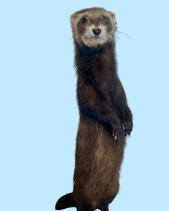 Taxidermy: Standing Ferret-C