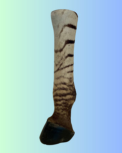 Taxidermy: Zebra Foot