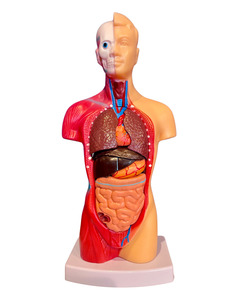 Anatomical Models: Human Torso Anatomy Model