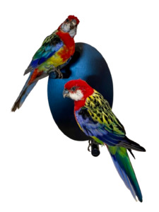 Mounted Taxidermy Rosella Pair