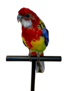 Mounted Taxidermy Rosella 2