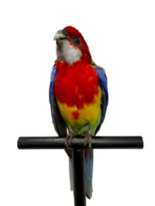 Taxidermy: Mounted Taxidermy Rosella 1