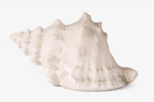 Decor: Conch Shell Decorative Light Up