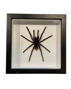 Goliath Tarantula