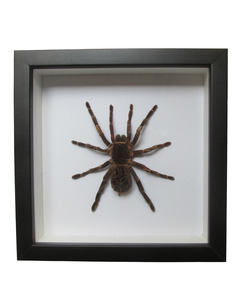 Brazilian Rusty Birdeater Tarantula