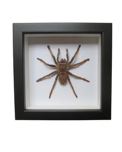 Bolivian Whiteknee Spider