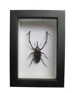 Giant Bamboo Weevil Framed Taxidermy