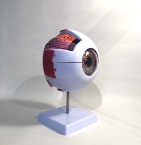 Anatomical Models: Giant Eyeball Model