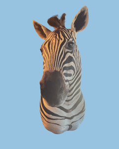 Taxidermy: Zebra Bust #3 Taxidermy