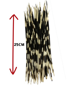 African Porcupine Quills-Large