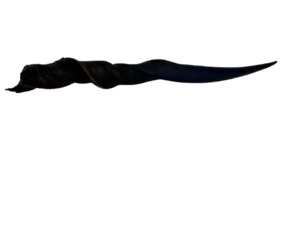 Southern Eland Horns