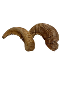 Merino Sheep Horns