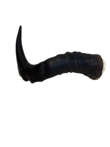 Red Hartebeest Horns