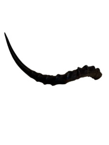 Impala Horns