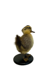 Taxidermy-Black Muscovy Ducklings