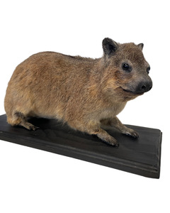Taxidermy: African Cape Rock Hyrax Taxidermy