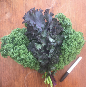 Grow Together Excluding Seedlings: Kale Bunch  - Grow Together Farm