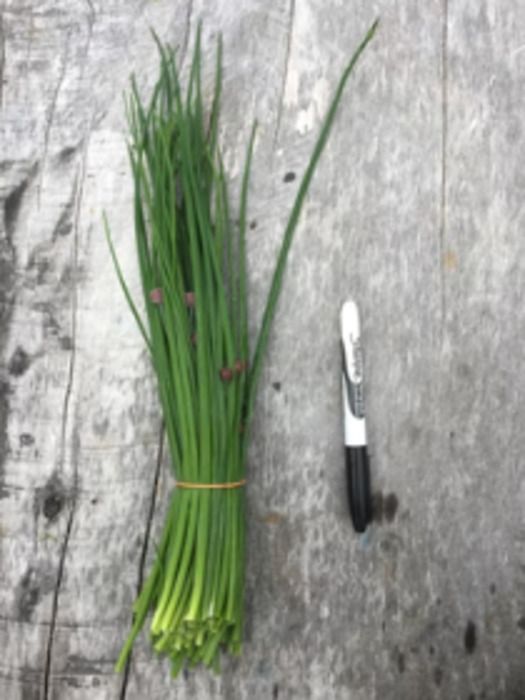 Grow Together Excluding Seedlings: Chives bunch - Grow Together Farm