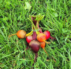 Lux Excluding Seedlings: Beetroot Bunch (Red) - Lux