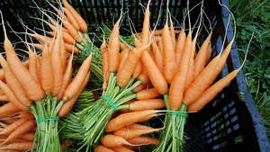 Carrots bunch (mixed colour) - Lux