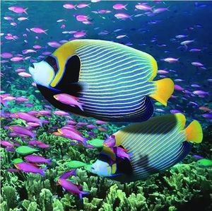 Art Craft 1: Diamond Art Fishes