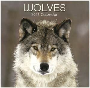 2026 Wall Calendar - Wolves