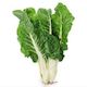 Silverbeet