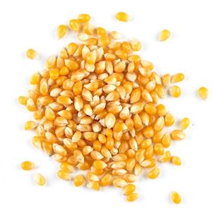 Pasta Grains: Organic Popping Corn 500g