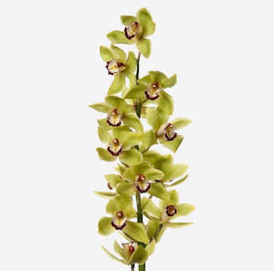 orchid: Cymbidium Orchid stems