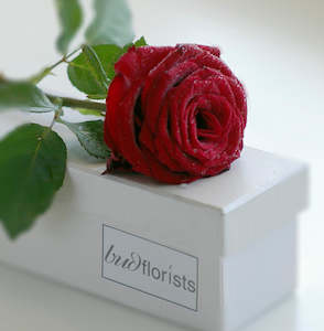 All Flowers: Single Red Rose boxed