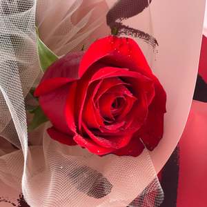 Single Red Rose - Same Day Delivery Upper Hutt