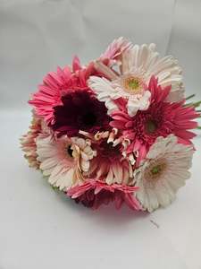 Gerberas