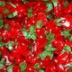 Gummi Cherries 2 Kg