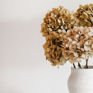 Preserved Hydrangeas: MEDIUM Autumn Beige Juliana - Preserved Hydrangea STEM