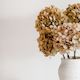 MEDIUM Autumn Beige Juliana - Preserved Hydrangea STEM