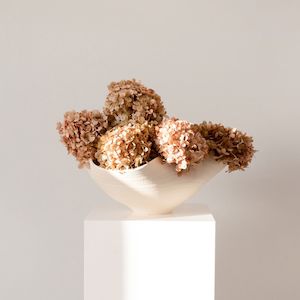 Preserved Hydrangeas: MEDIUM Blush Paniculata -Preserved Hydrangea STEM