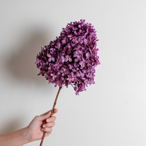 Limelight  PURPLE | Large