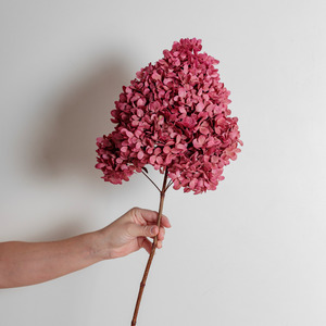 Limelight ROSE PINK | Large