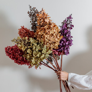 Preserved Hydrangeas: Candlelight Hydrangea Bunch -5 STEMS Large