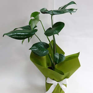 Flowers: Potted Monstera
