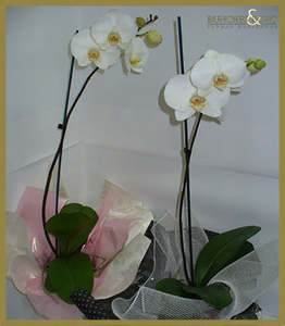 Orchid Plant