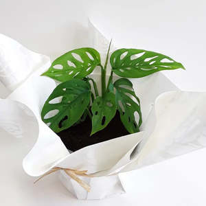 Gifts: Potted Swiss Cheese Monstera