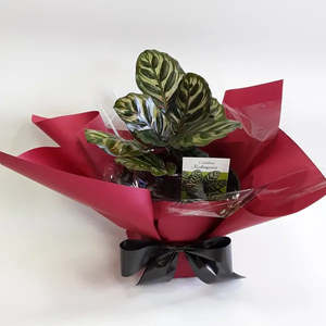 Potted Calathea Makoyana