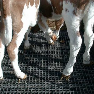 Agricultural & Equine - Page 2 of 2 - Burgess Matting