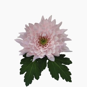 Products: Pastella Rose