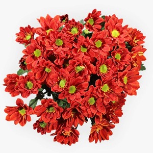 Products: Red Daisy