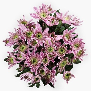 Products: Rossano Pink