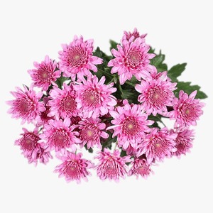 Products: Candor Pink