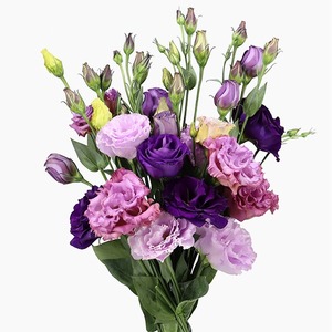 Products: Assorted Lisianthus