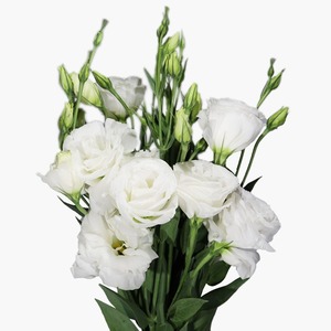 Products: White Lisianthus
